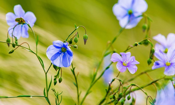 Close up of linseed in flower